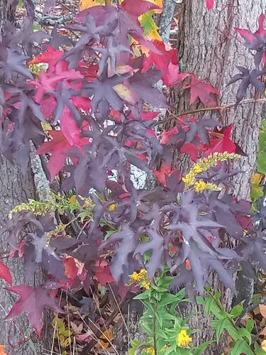 Saatchi Art Artist Casey Bell; Photography, “Red and Purple Leaves” #art