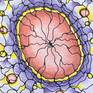 Collection Cell cycle ...