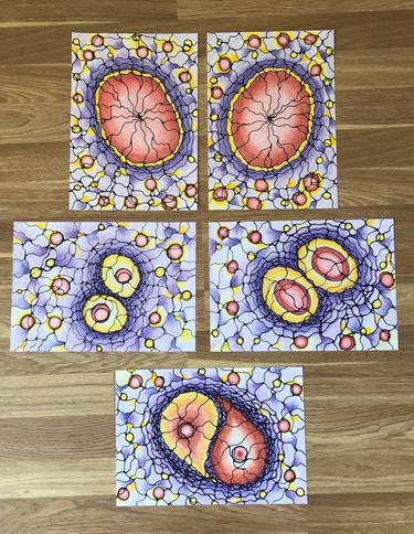 A set of 5 drawings! Cell cycle .... thumb