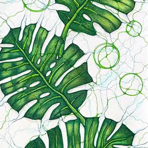 Collection Monstera Leaves