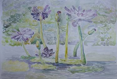Water lilies thumb