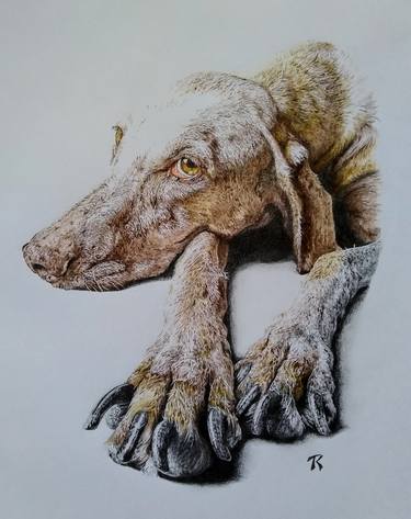 Print of Figurative Animal Drawings by Diego Dominici
