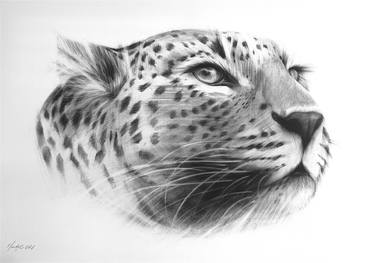 Print of Realism Animal Drawings by Mandy Croucamp