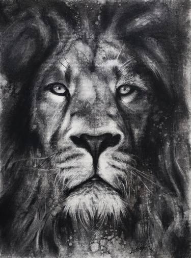 Lion - charcoal drawing thumb