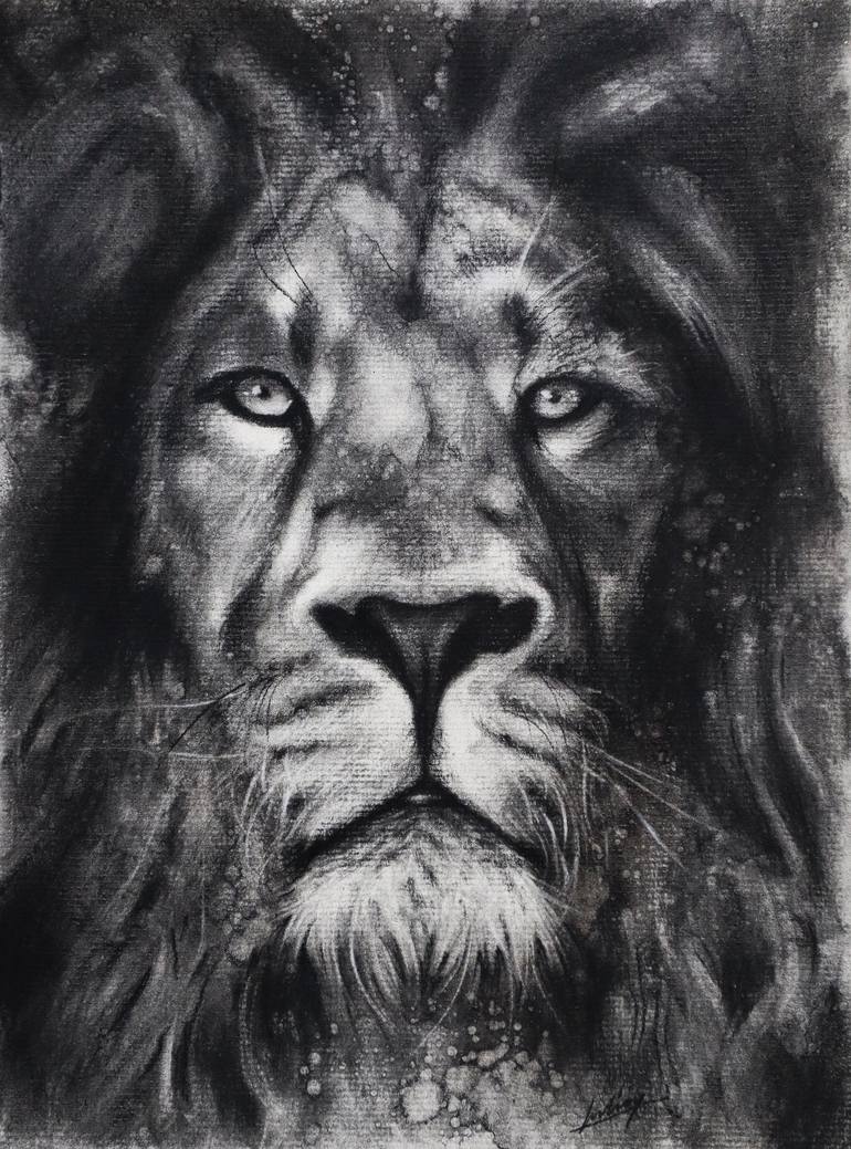 Lion - charcoal drawing Drawing by Iulian Cetanas