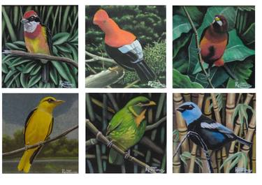 SERIE: BIRDS OF PERÚ thumb