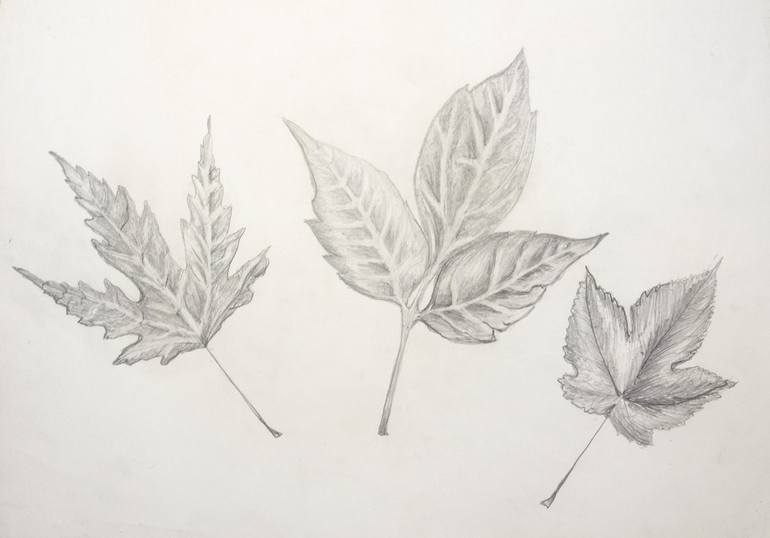 ink drawings of leaves