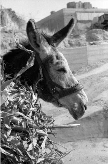 Print of Documentary Animal Photography by Michelangelo Janigro