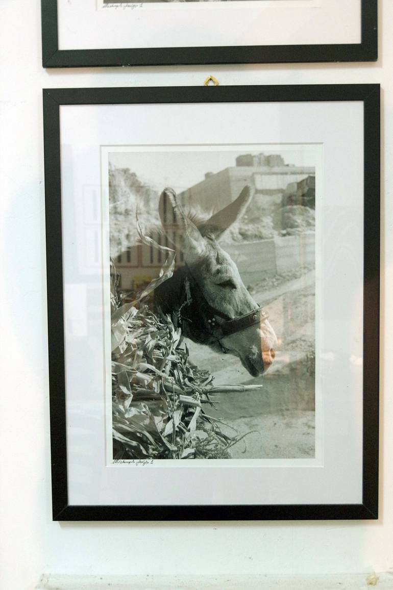 Original Animal Photography by Michelangelo Janigro