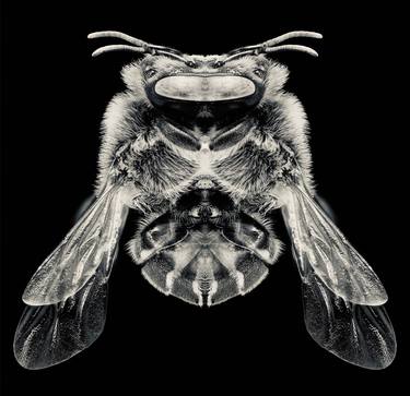 Bee 01 symmetry, collection, black and white, bw, set thumb
