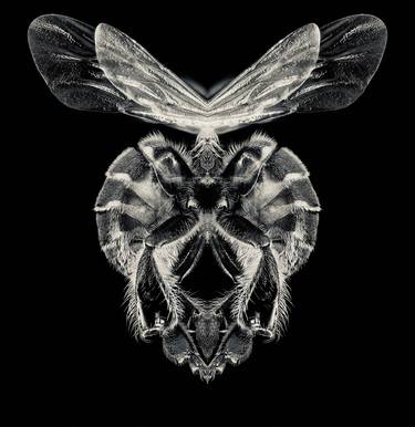 Bee 02 symmetry, collection, black and white, bw, set thumb