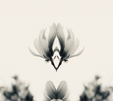 Print of Art Deco Floral Photography by Patricia NA
