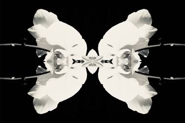 Orchid 3 symmetry, collection, black and white, bw, set thumb