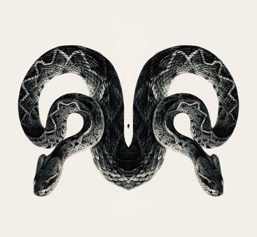 Snake 2 symmetry, collection, black and white, bw, set thumb
