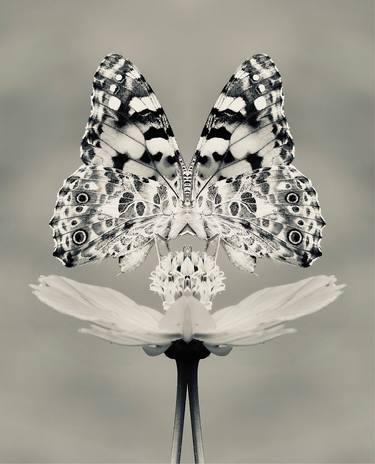 The Flower and the Butterfly 2 symmetry,black and white, bw, set thumb