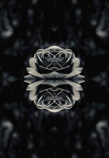 Gray Rose symmetry, collection, black and white, bw, set thumb