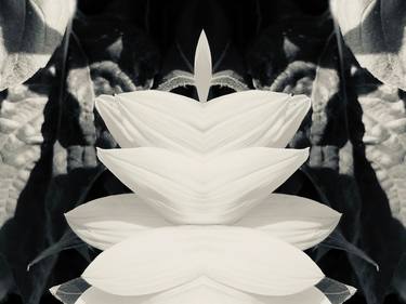 Petals 2  symmetry, collection, black and white, bw, set thumb