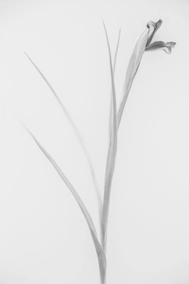 Original Black & White Botanic Photography by Isaeva Iuliia