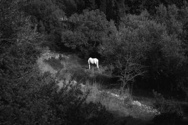 Print of Fine Art Horse Photography by Nika Fadeeva