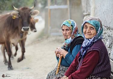 Cows and old women thumb
