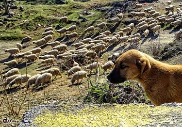 Print of Figurative Dogs Photography by ASKIN AYRANCIOGLU