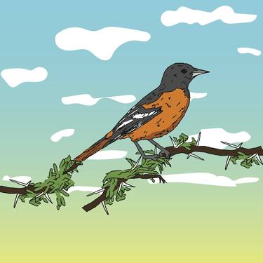 Robin Bird Illustration thumb