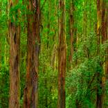 Dandenong Ranges by Nick Psomiadis