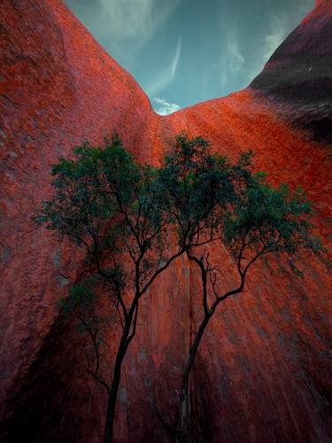 Original Fine Art Tree Photography by Nick Psomiadis