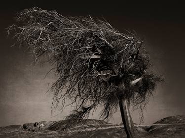 Original Fine Art Tree Photography by Nick Psomiadis