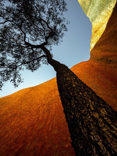 Original Abstract Tree Photography by Nick Psomiadis