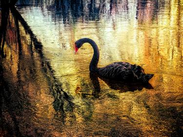 Black Swan - Limited Edition 19/100 thumb