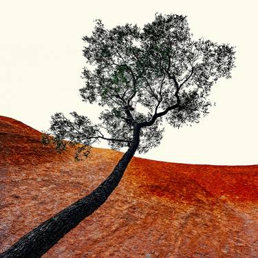 Original Fine Art Tree Photography by Nick Psomiadis