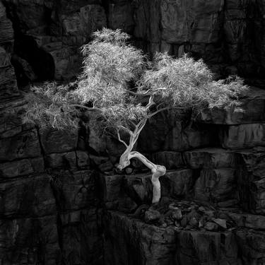 Original Tree Photography by Nick Psomiadis