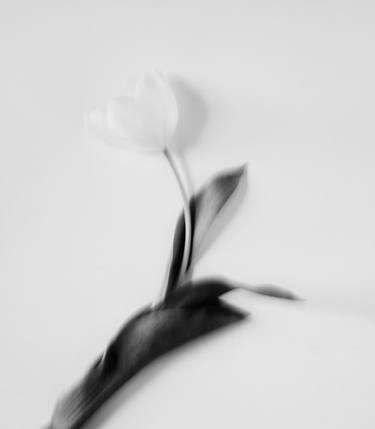 Tulip in Motion - Limited Edition of 25 thumb
