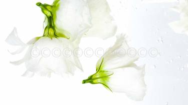 Print of Conceptual Floral Photography by Dina Furrer