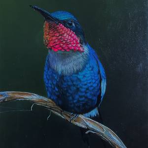 Colibrì