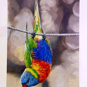 Rainbow lorikeet