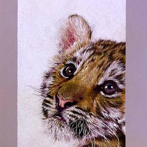 Little tiger