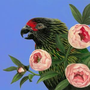 Tropical parrot