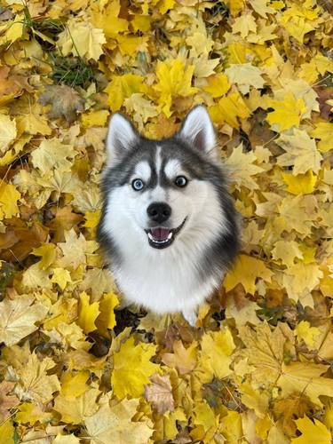 Jasper Autumn mood thumb