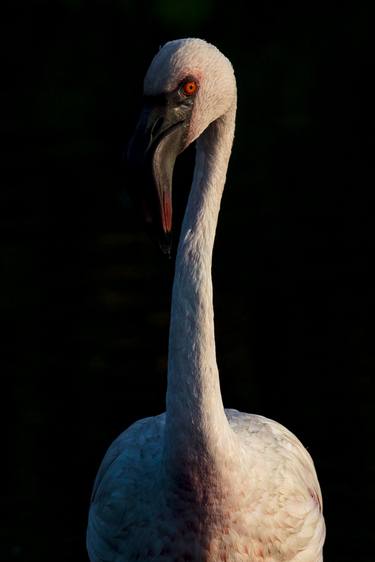lesser flamingo portrait thumb