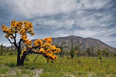 REGROWTH AFTER THE FIRE - 4 of 10 - Limited Edition of 10 thumb