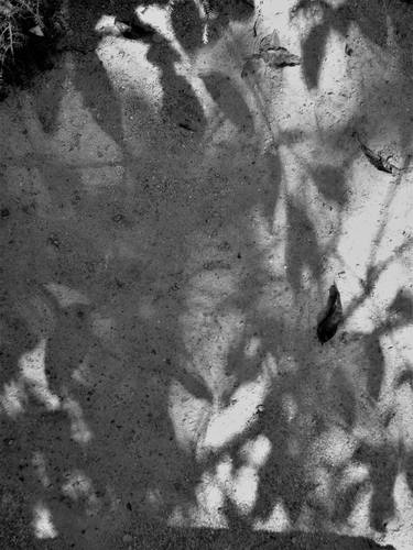 asheville arboretum .monoprint thumb
