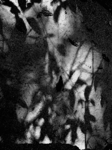 asheville arboretum .monoprint thumb