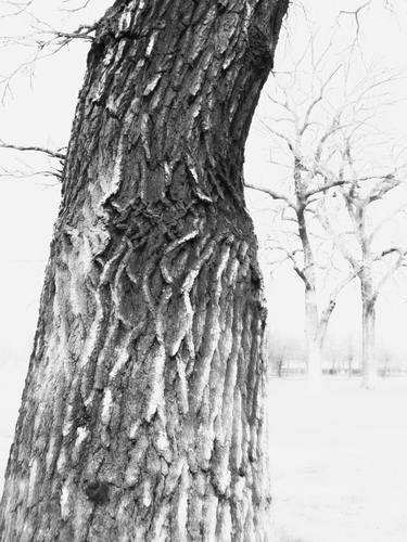 city of chicago wisdom trees .monoprint thumb