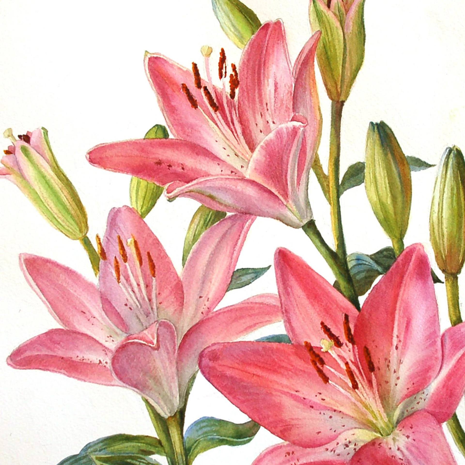 Pink lilies Painting by Yulia Krasnov