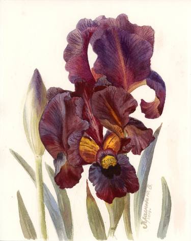 Iris dark burgundy thumb