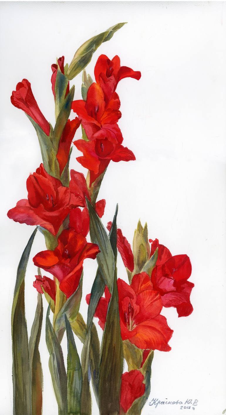 Red gladiolus