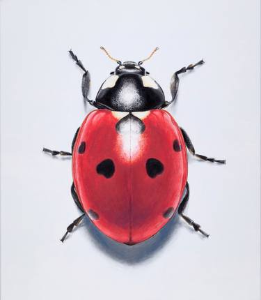 Coccinella thumb