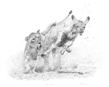 Original Realism Animal Drawings by Abbey Walmsley